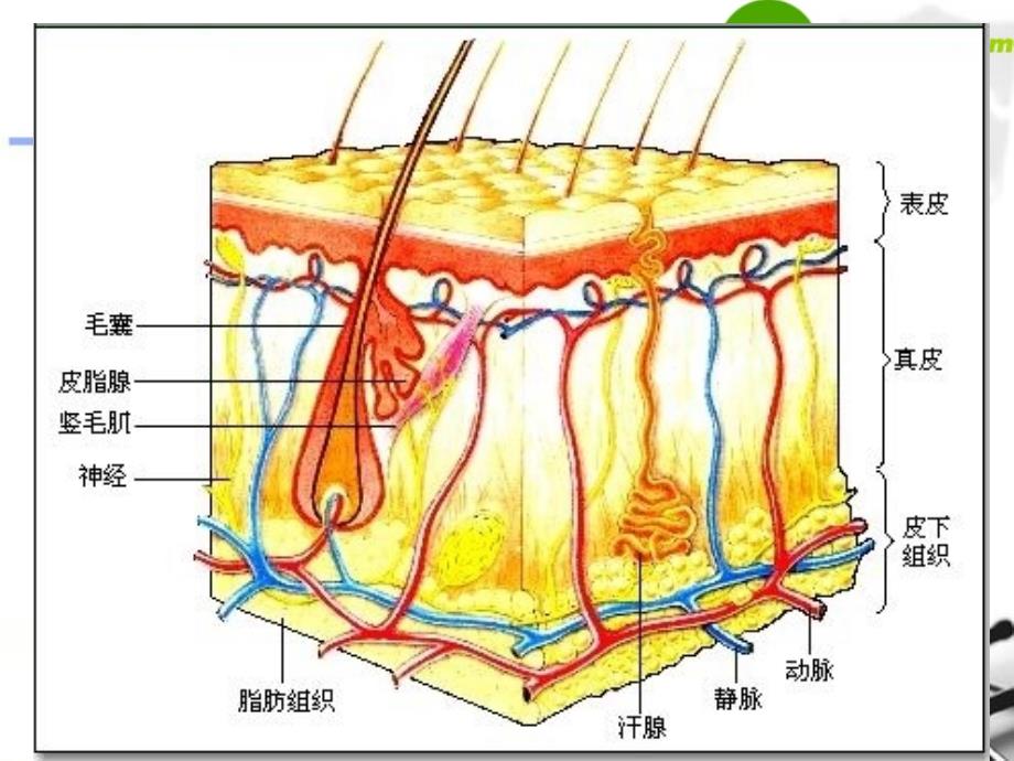 七年级生物汗液的形成和排出课件_第2页