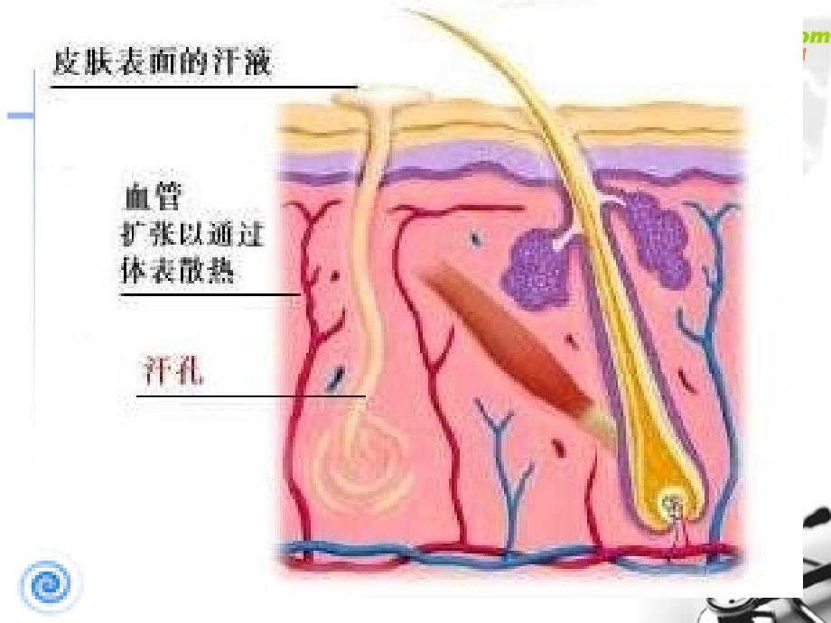 七年级生物汗液的形成和排出课件_第3页