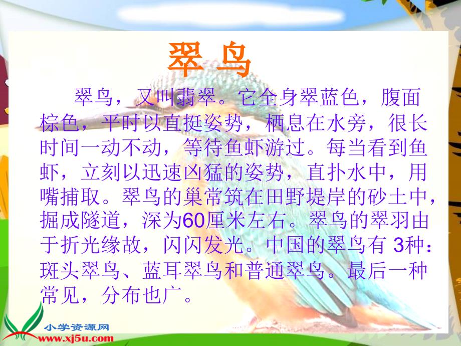 （北师大版）三年级语文上册课件翠鸟_第1页