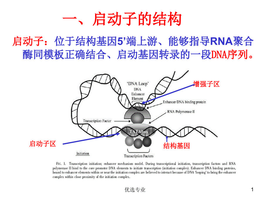 植物基因表达的启动子【行业特制】_第1页