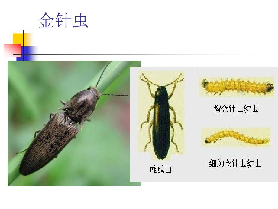 园林植物病虫害防治：第18章 地下害虫_第4页