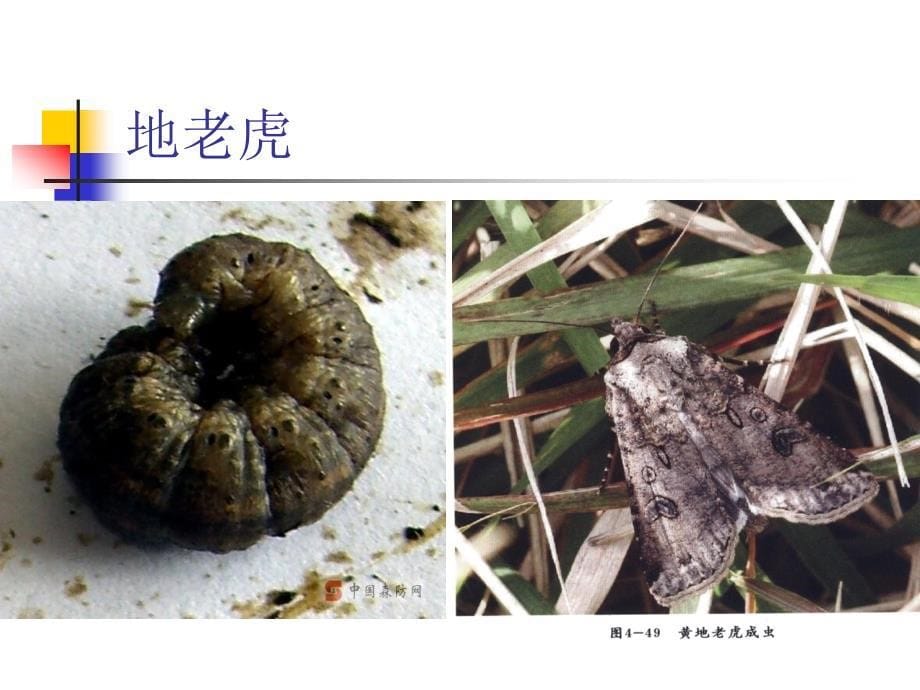 园林植物病虫害防治：第18章 地下害虫_第5页