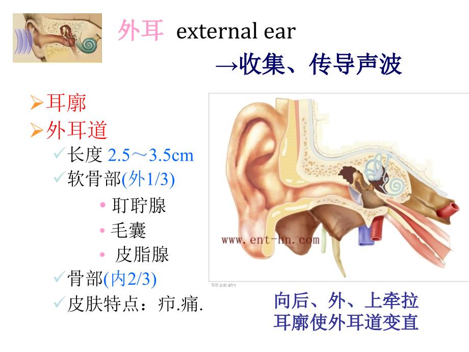 耳部解剖及生理.ppt_第4页