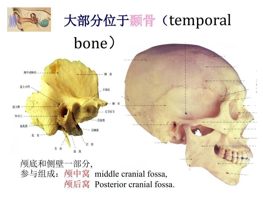 耳部解剖及生理.ppt_第5页