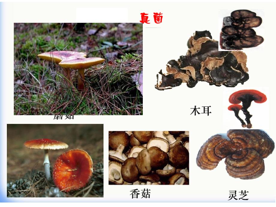 上细菌和真菌的分布.ppt_第4页