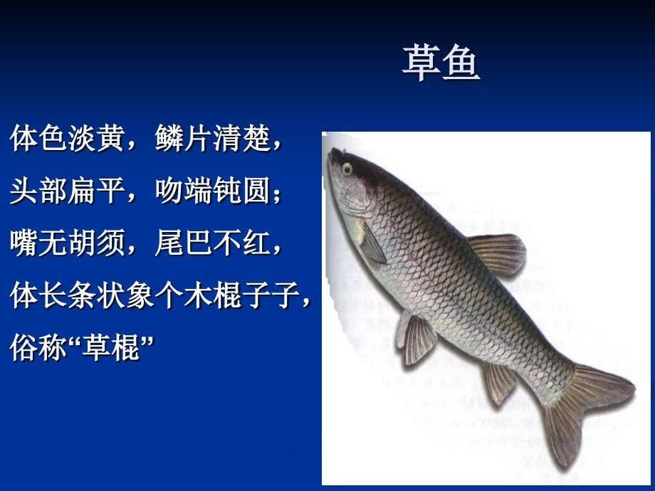 鱼体外形观察与解剖课件.ppt_第5页