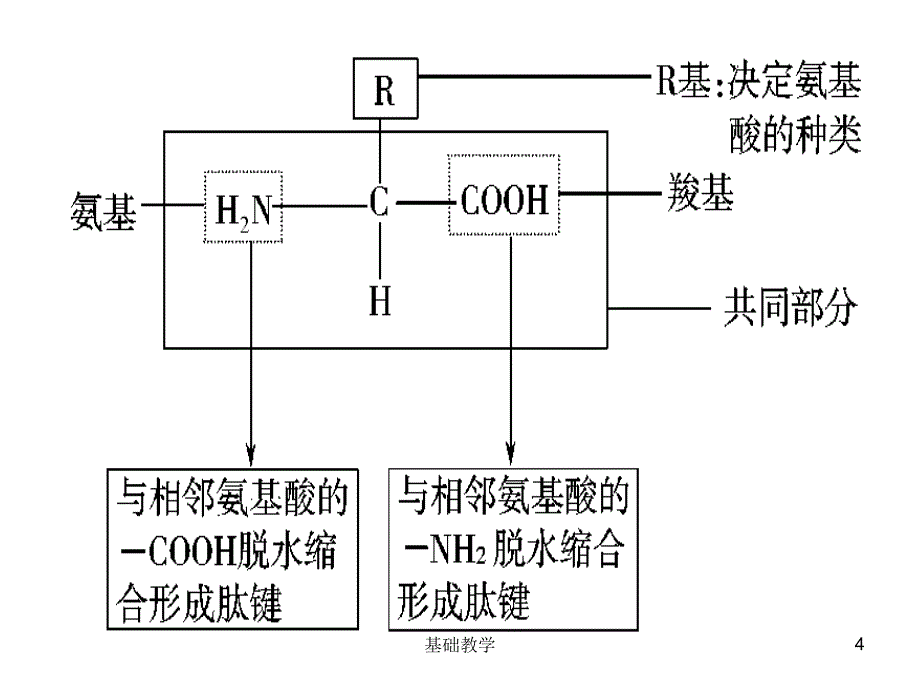 一轮复习生命活动的主要承担者蛋白质向阳教学_第4页