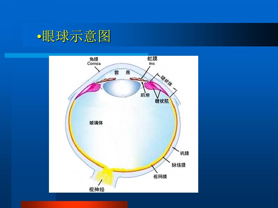 眼部常见病的超断周祥林_第4页