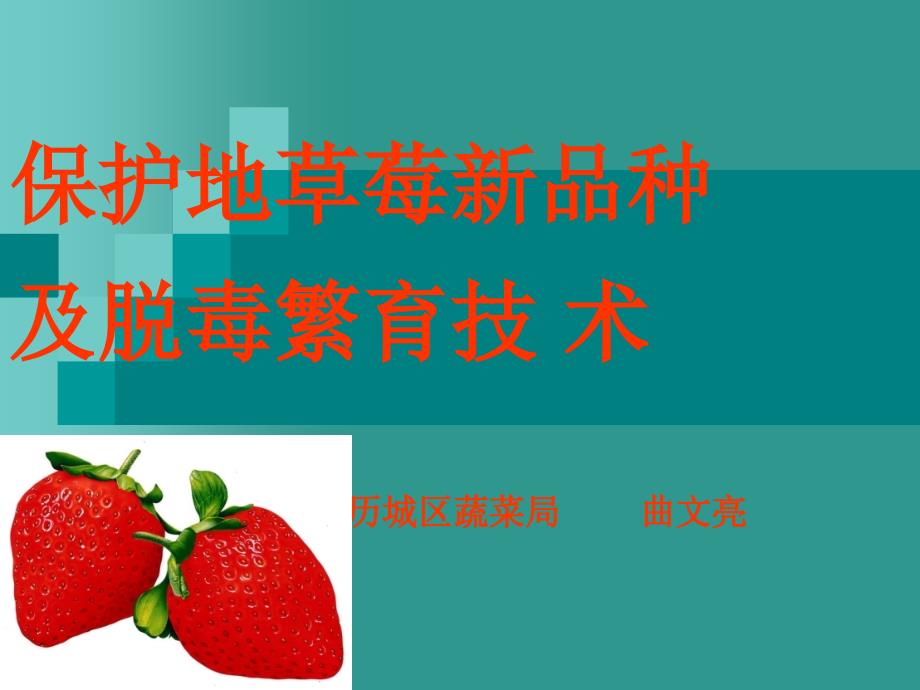 保护地草莓新品种及脱毒繁育技术_第1页