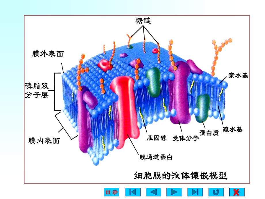 《教案神经肌肉》PPT课件.ppt_第3页