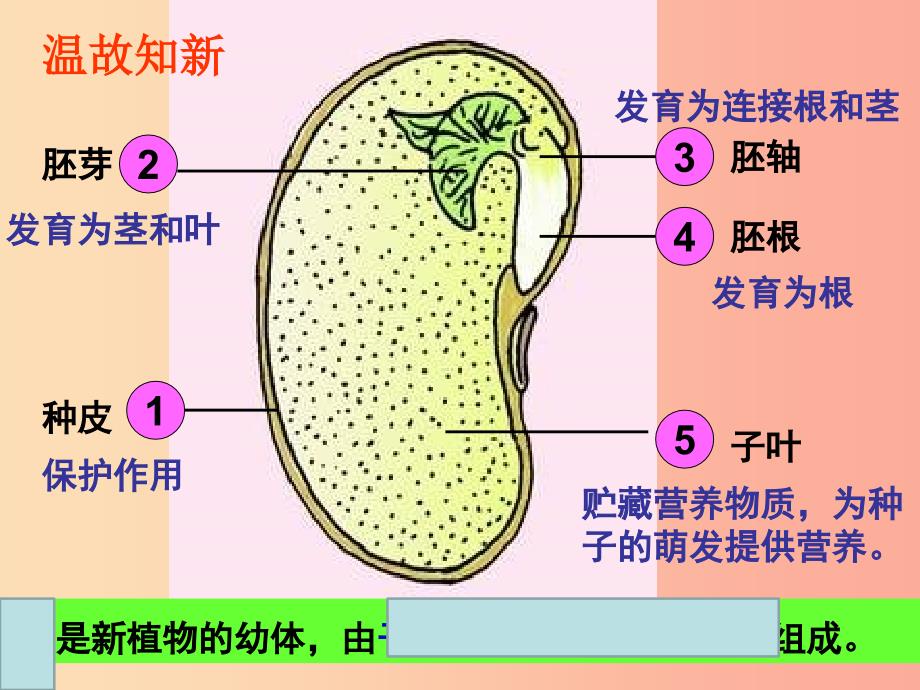 2019年七年级生物上册3.2.1种子的萌发课件2 新人教版.ppt_第2页