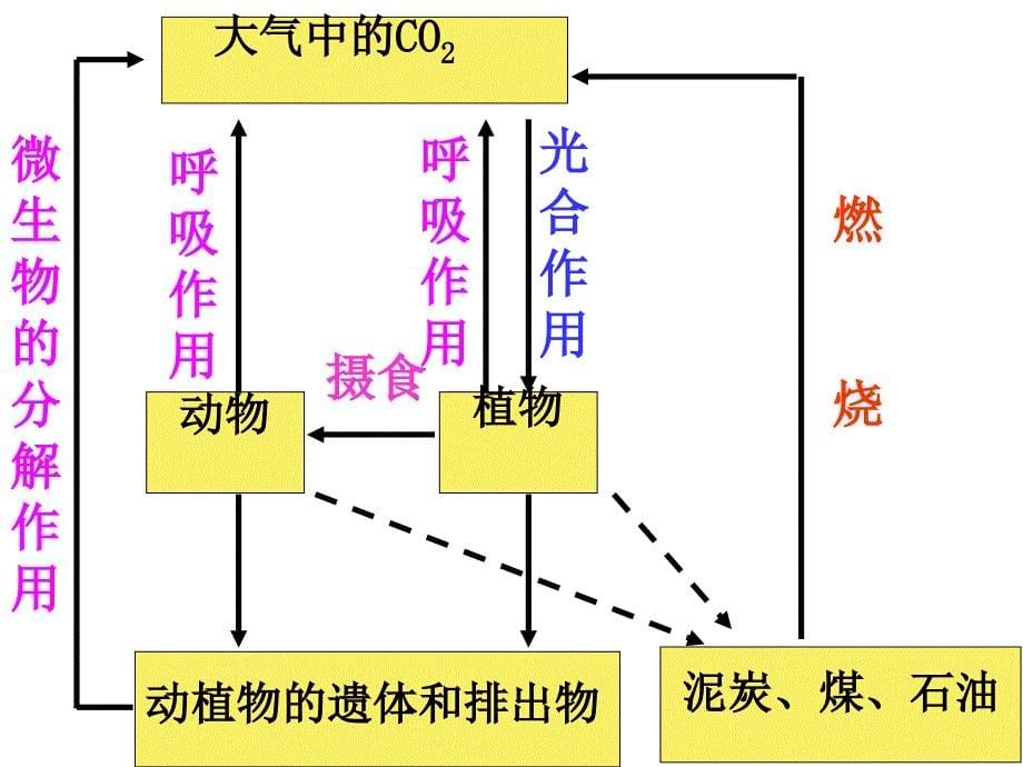 生态系统的物质循环_第5页