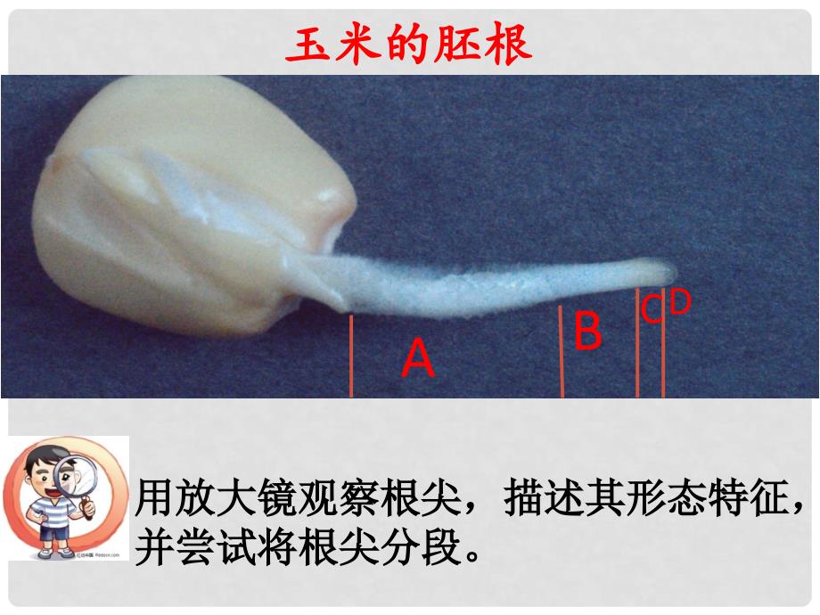 北京市顺义区李桥中学七年级生物上册 第三章 第二节 生物体 绿色开花植物体的结构层次课件 北京课改版_第2页