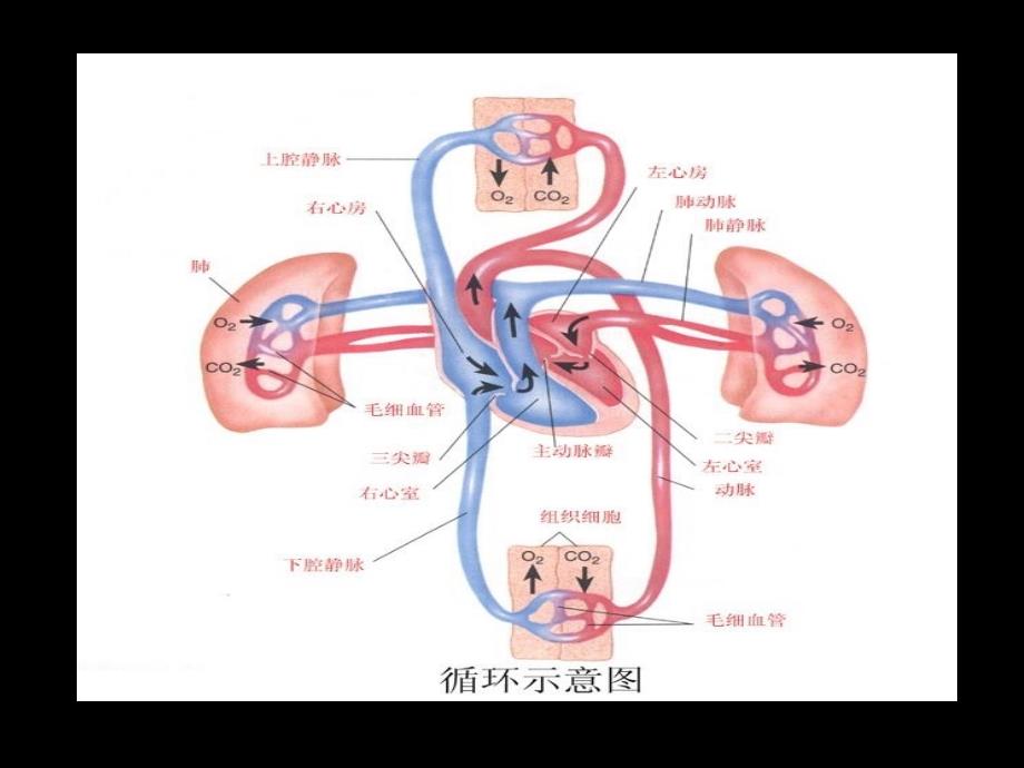 06现代基础医学概论第六章循环系统_第3页