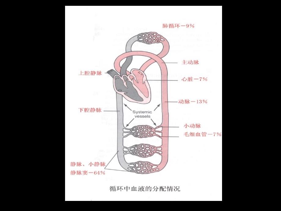 06现代基础医学概论第六章循环系统_第4页