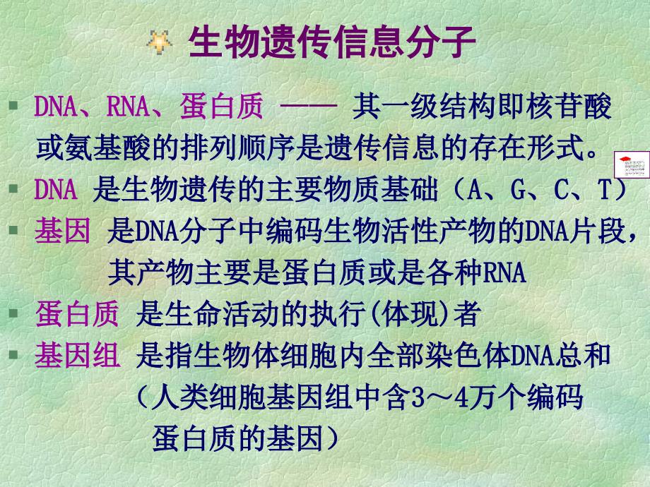 《生物化学》教学课件：遗传信息的传递（11采用）_第2页