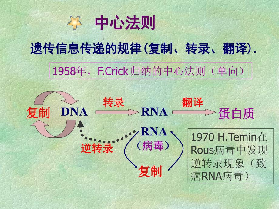 《生物化学》教学课件：遗传信息的传递（11采用）_第4页