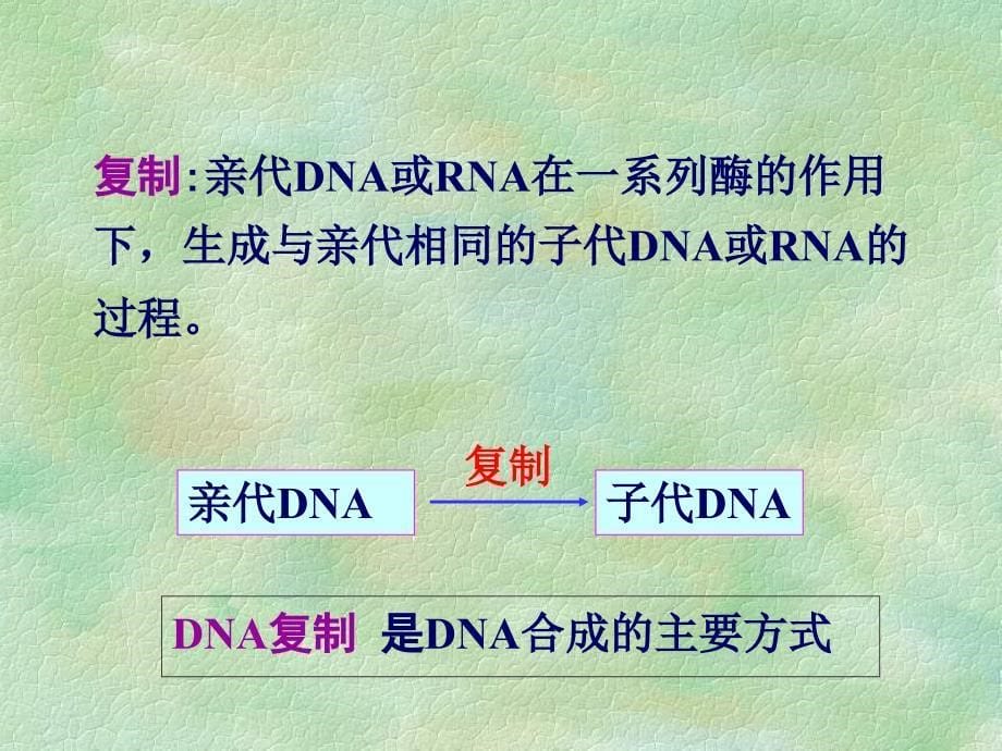 《生物化学》教学课件：遗传信息的传递（11采用）_第5页