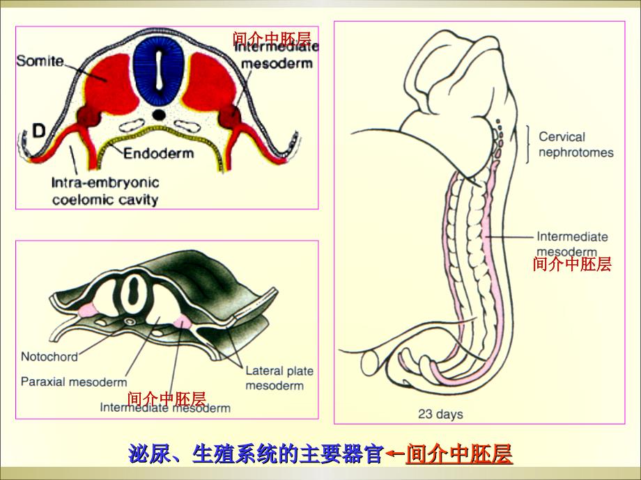 组织学与胚胎学：泌尿生殖系统的发生_第3页