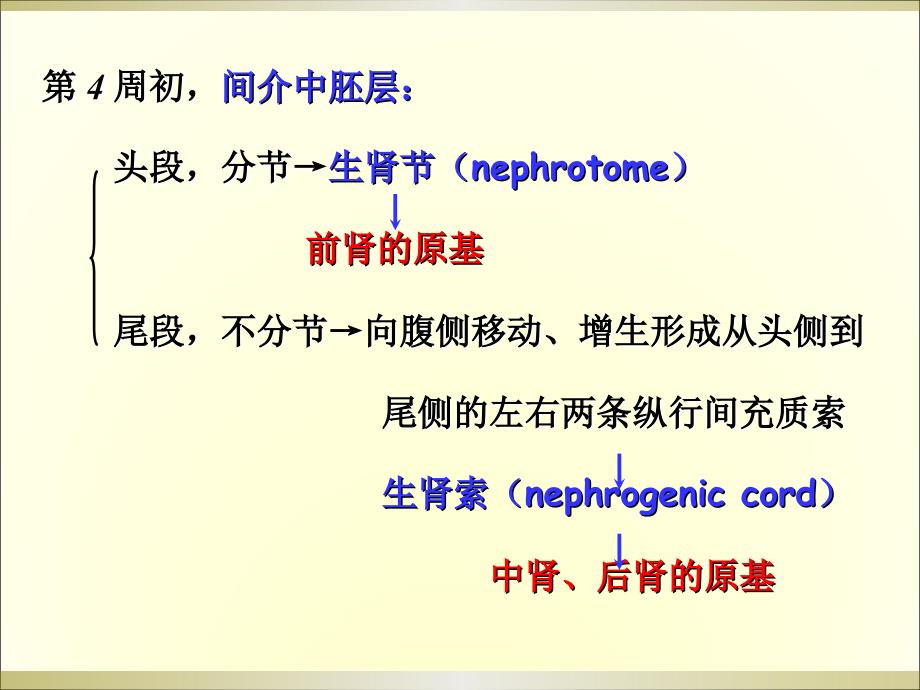 组织学与胚胎学：泌尿生殖系统的发生_第4页