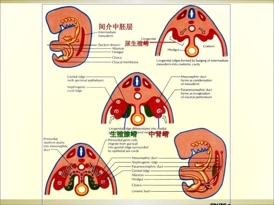 组织学与胚胎学：泌尿生殖系统的发生_第5页