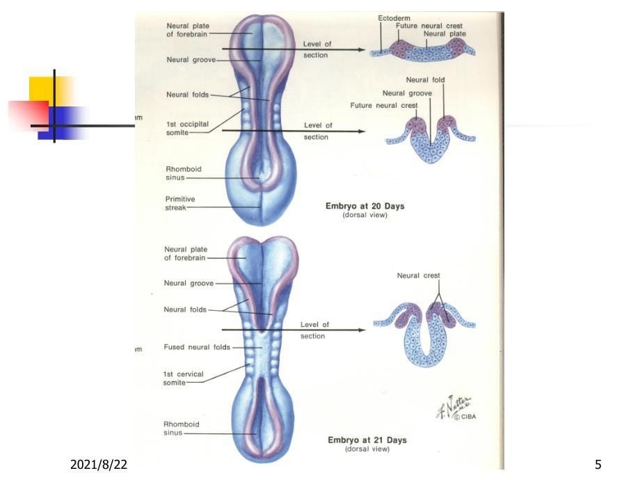 cdc讲稿胎儿神经系统发育推荐课件_第5页