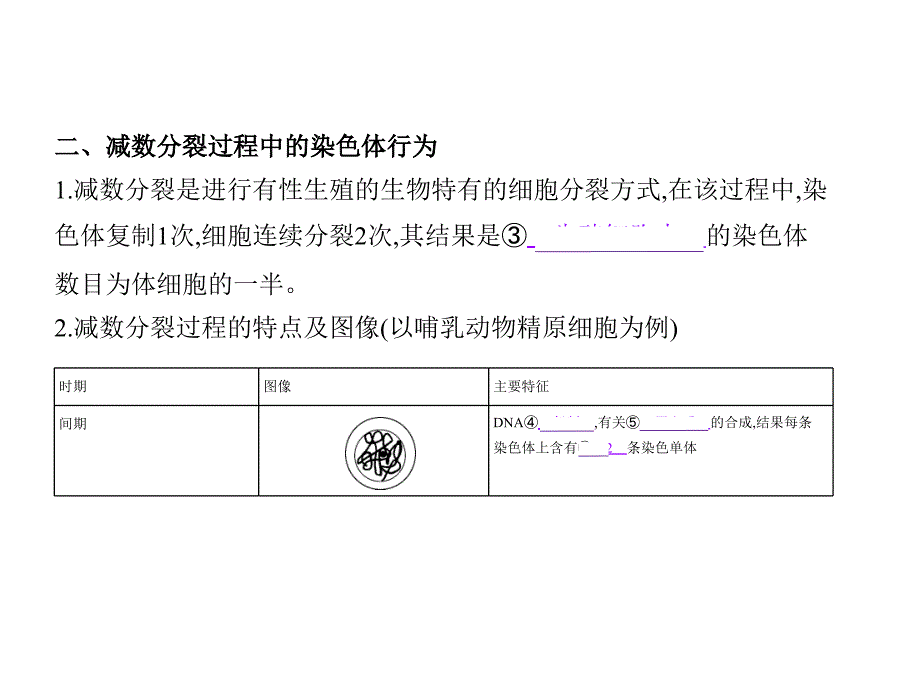 1_专题9　减数分裂与受精作用_第3页