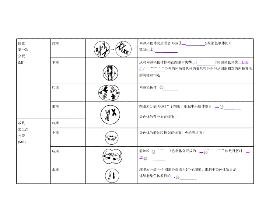 1_专题9　减数分裂与受精作用_第4页