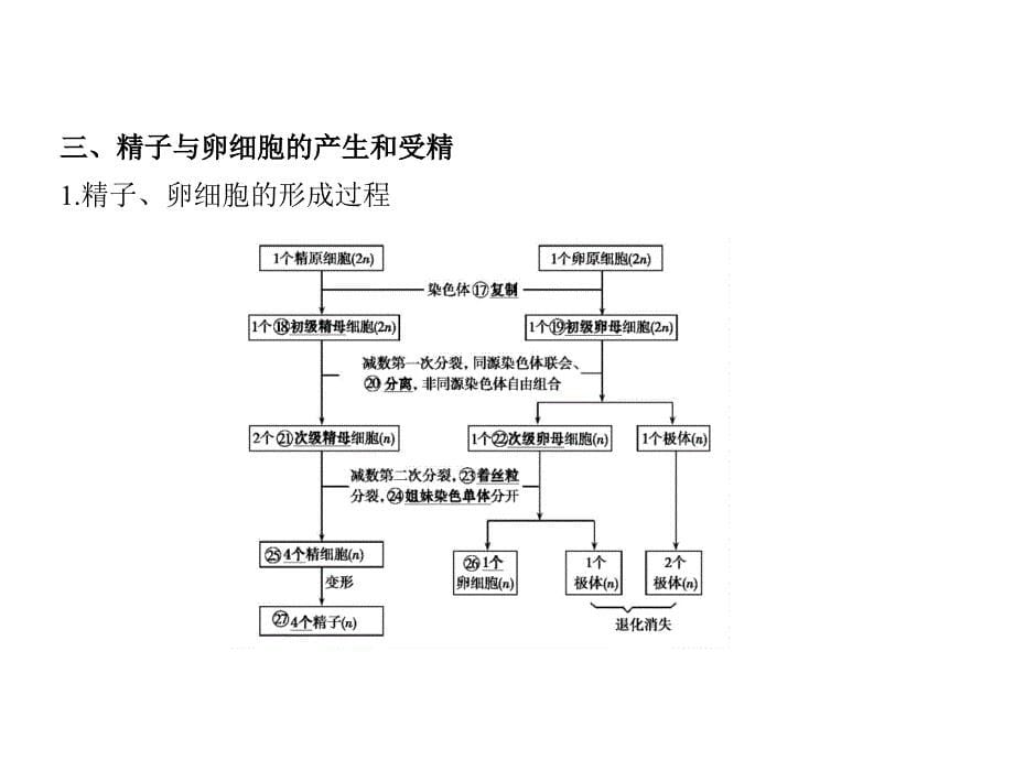 1_专题9　减数分裂与受精作用_第5页