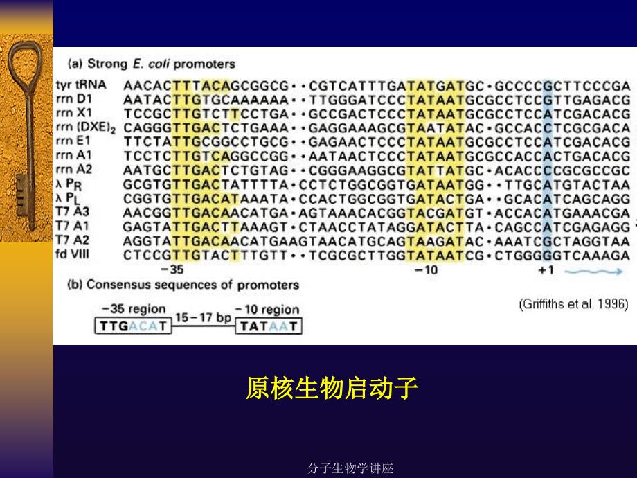 分子生物学讲座课件_第2页