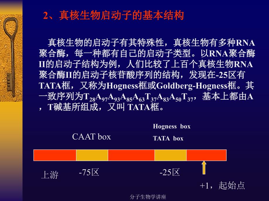 分子生物学讲座课件_第3页