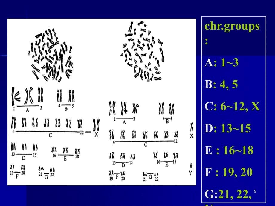 《染色体带型分析》PPT课件_第5页