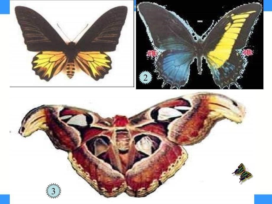 浙教版五年级下册台湾蝴蝶甲天下PPT课件 3_第5页