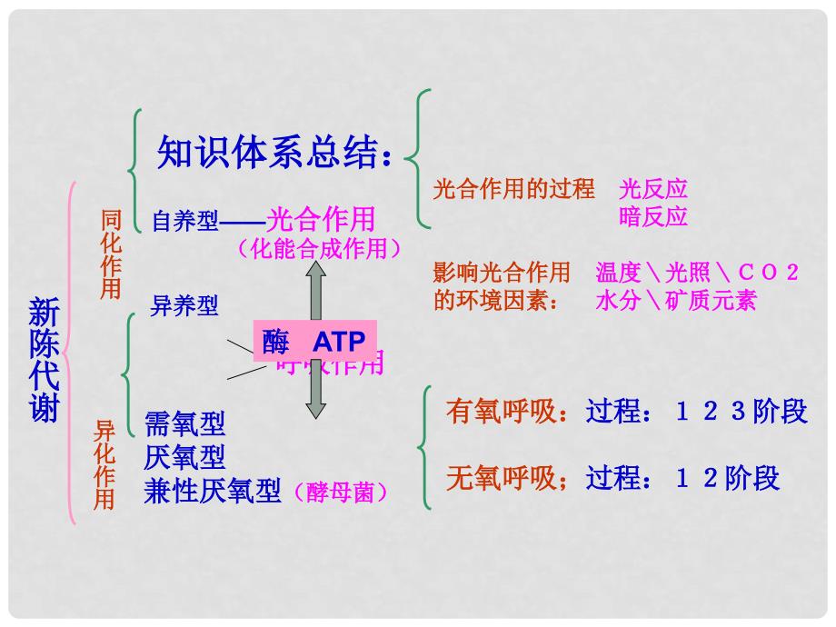 09年高考生物二轮专题复习课件——细胞的代谢_第3页