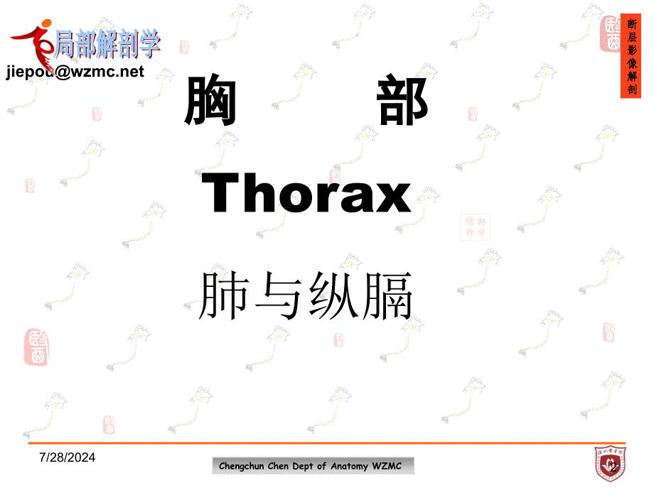 《局部解剖学》教学课件：肺与纵膈_第2页