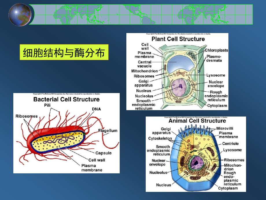 《酶的工业提取》PPT课件.ppt_第3页