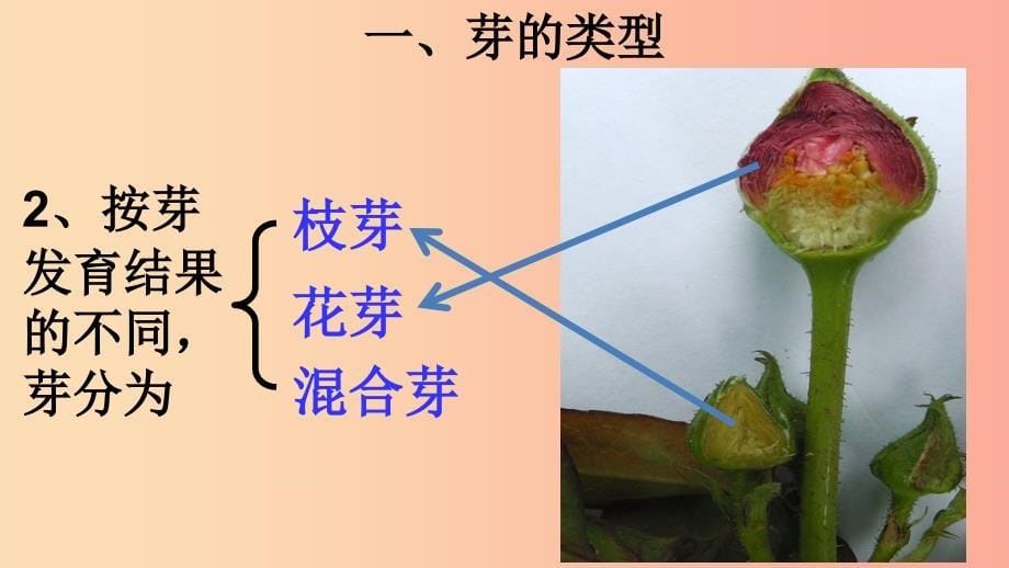 2019年八年级生物上册 4.1.6《芽的类型和发育》课件1（新版）济南版.ppt_第5页