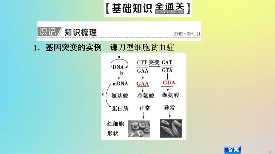 版高考生物一轮复习第7单元第1讲基因突变和基因重组课件苏教版必修2_第5页