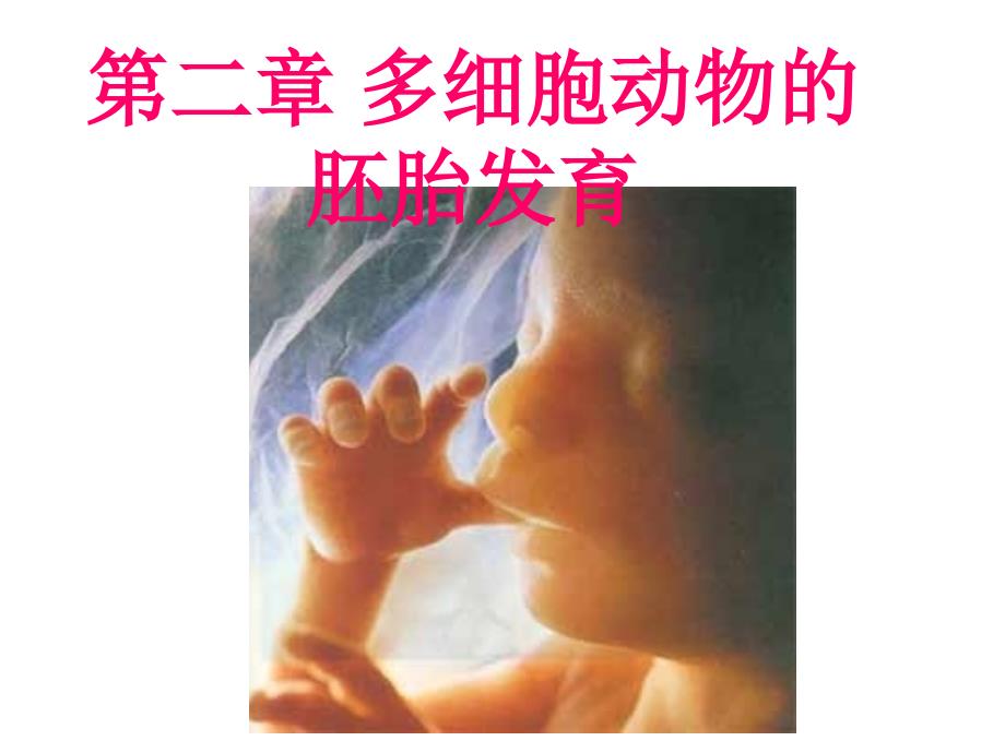 动物学资料多细胞动物的胚胎发育_第1页