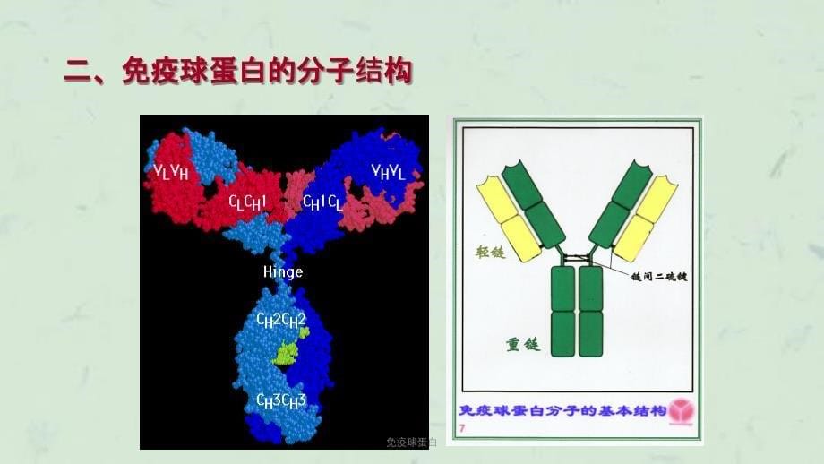 免疫球蛋白课件_第5页