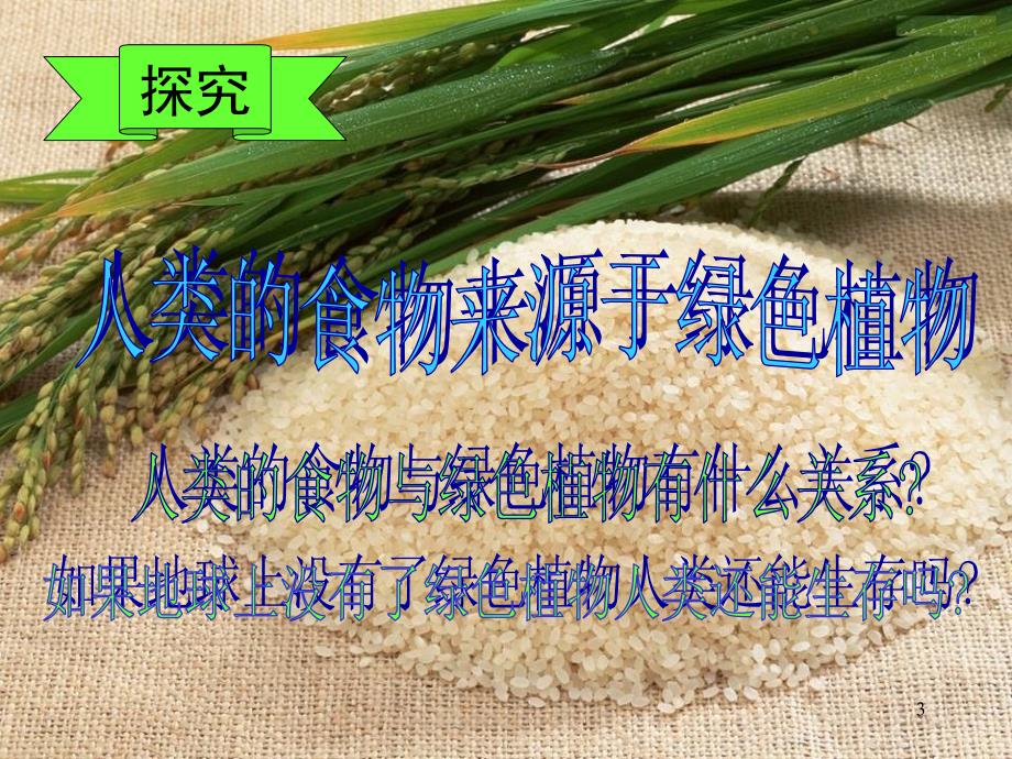 771绿色植物是食物之源课堂PPT_第3页