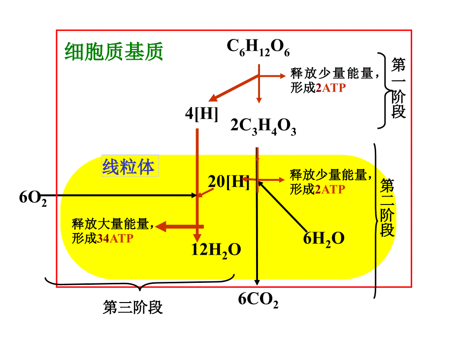 《呼吸作用过程》PPT课件.ppt_第4页