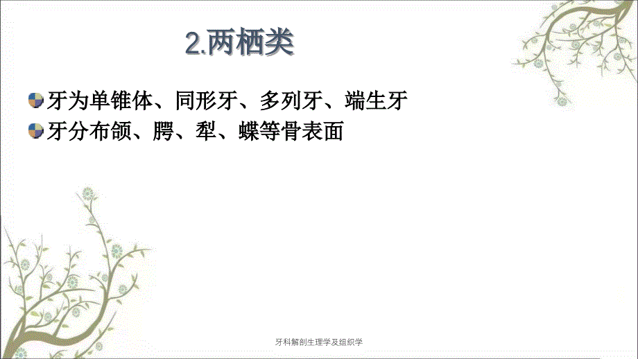 牙科解剖生理学及组织学_第4页