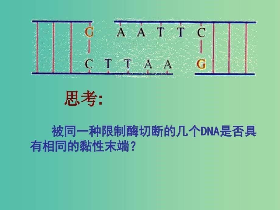 高中生物 6.2 基因工程及其应用课件 新人教版必修2.ppt_第5页