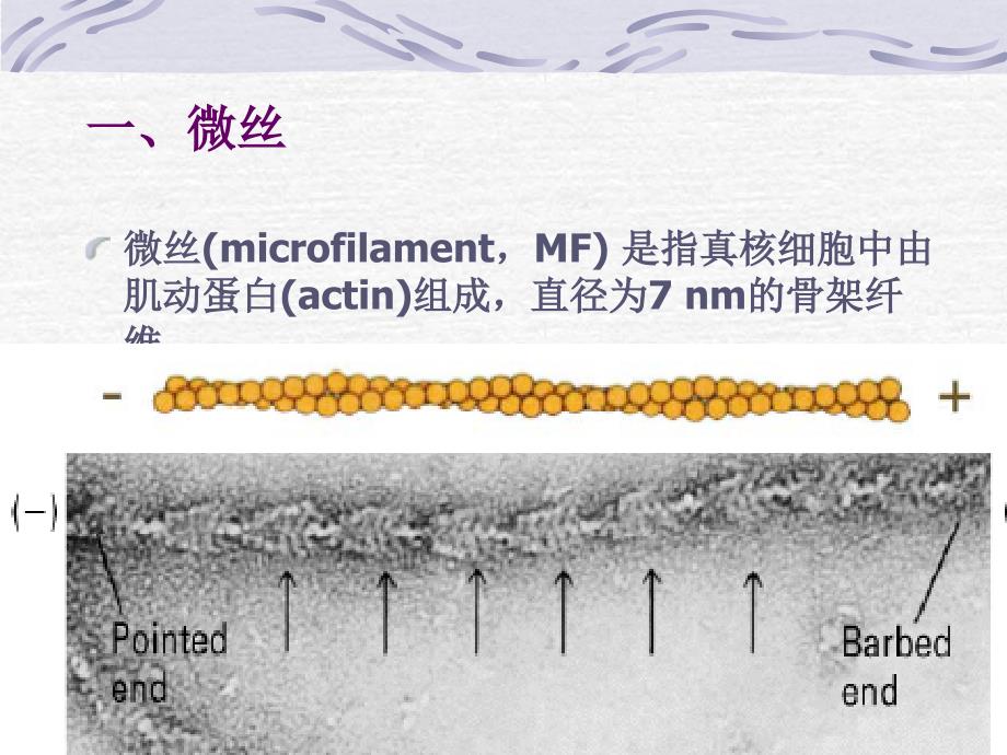 南农细胞生物学PPT课件_第3页