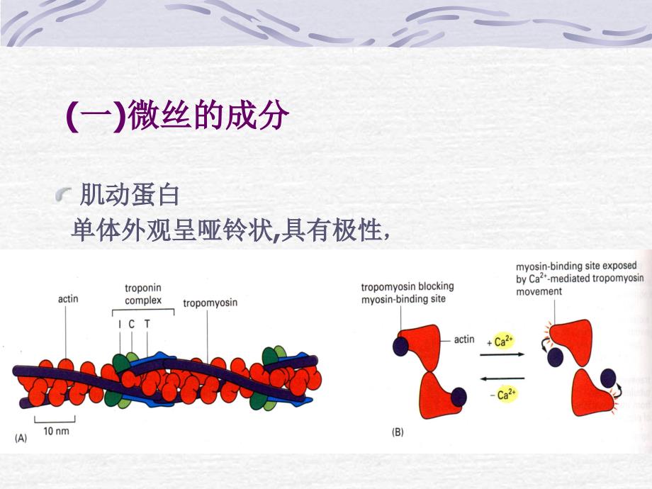 南农细胞生物学PPT课件_第4页