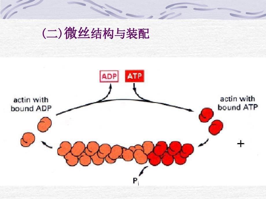 南农细胞生物学PPT课件_第5页