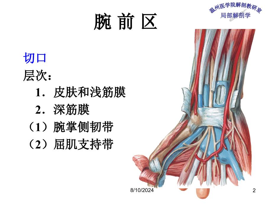 《局部解剖学 》教学课件：6_腕和手掌_第2页