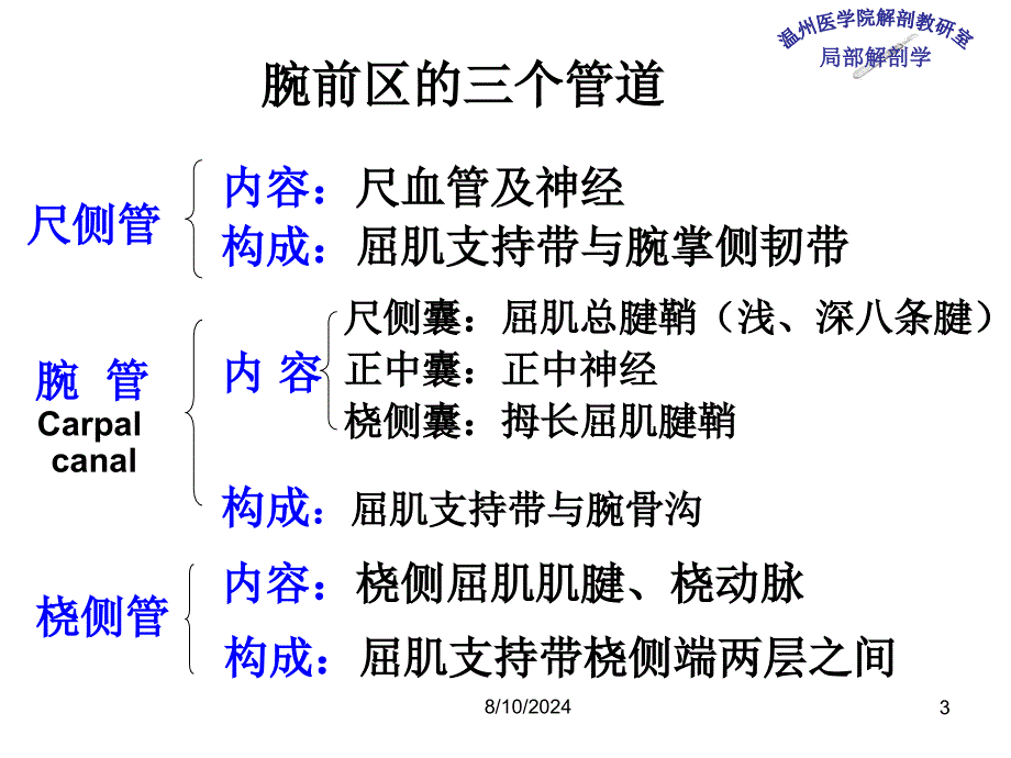 《局部解剖学 》教学课件：6_腕和手掌_第3页