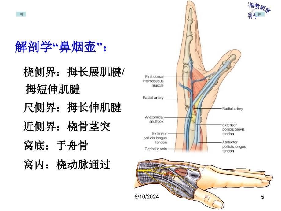 《局部解剖学 》教学课件：6_腕和手掌_第5页